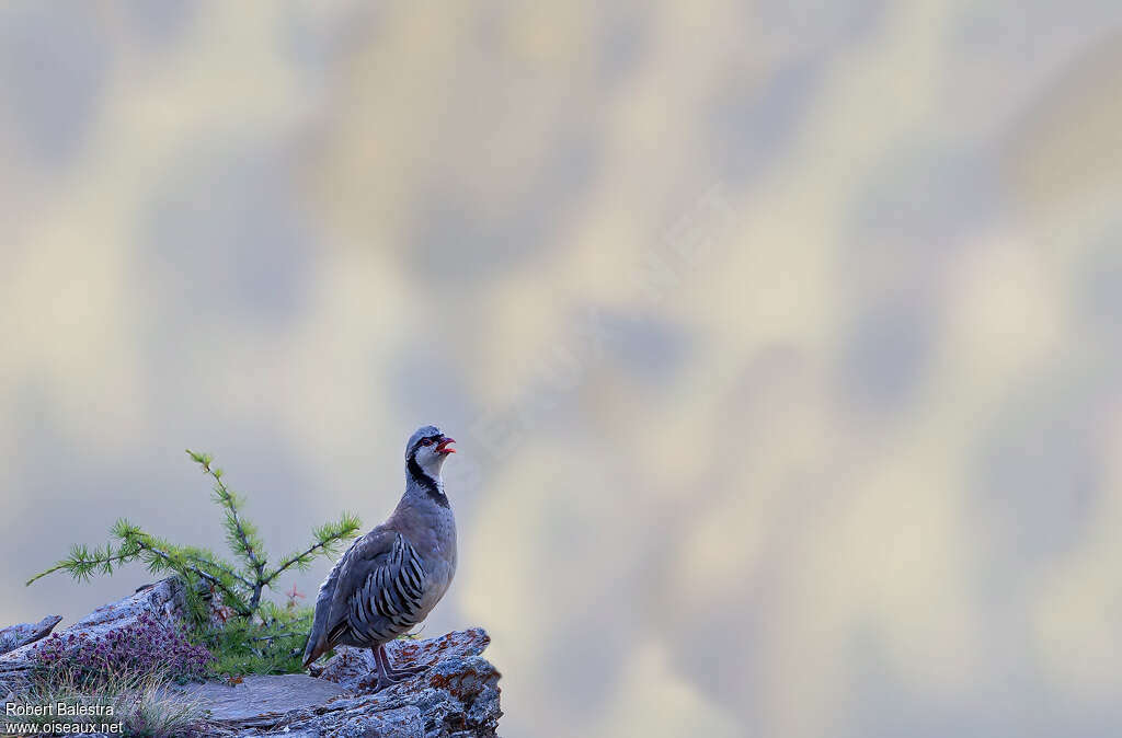 Perdrix bartavelleadulte, habitat, chant