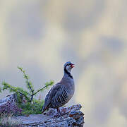 Rock Partridge