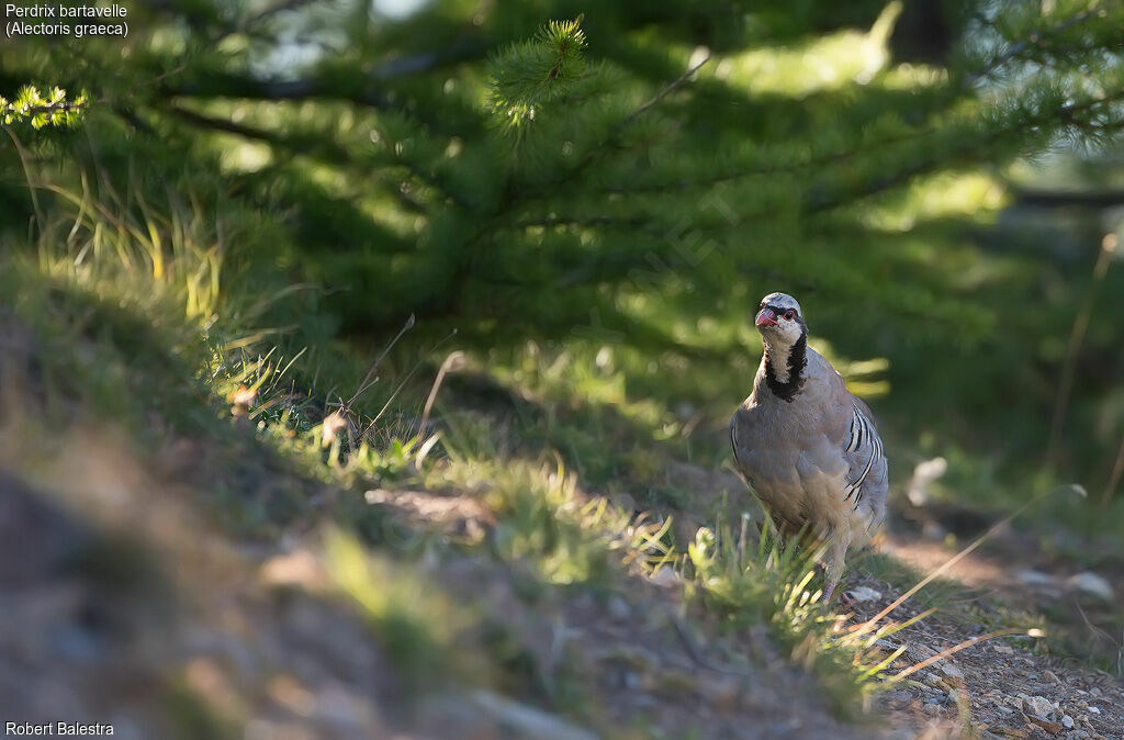 Rock Partridge