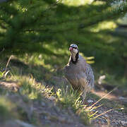 Rock Partridge