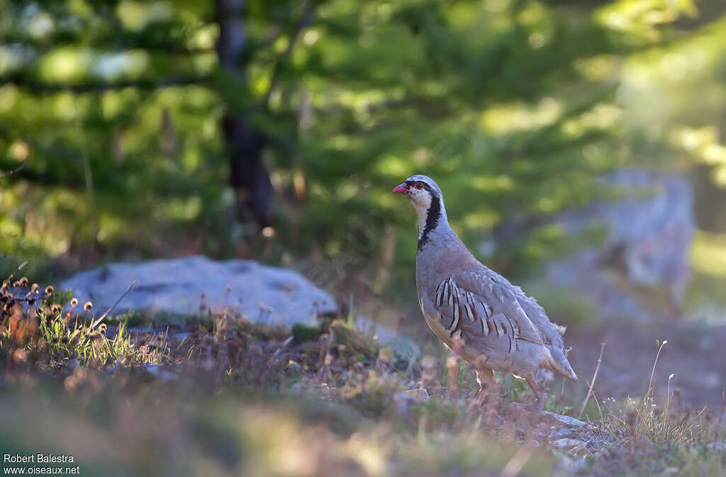 Rock Partridgeadult, identification