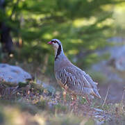 Rock Partridge