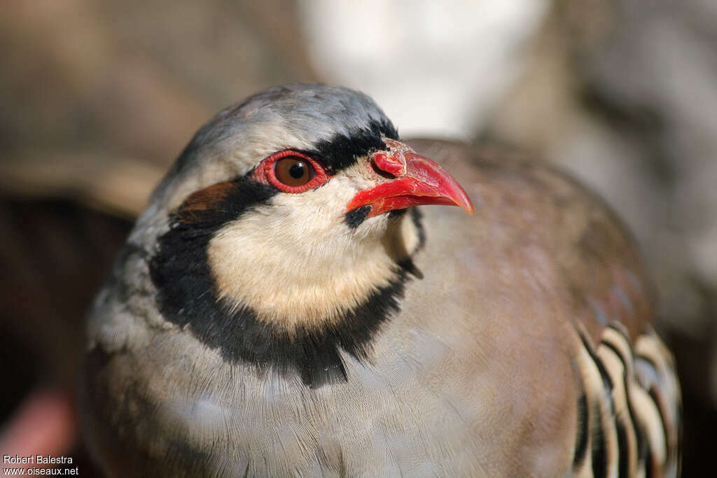 Perdrix choukaradulte, portrait