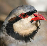 Chukar Partridge