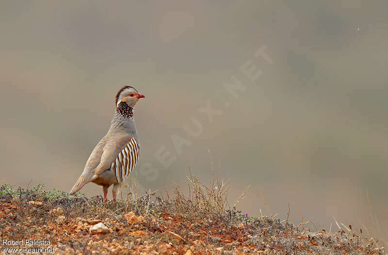 Barbary Partridgeadult, identification