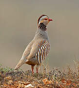 Barbary Partridge