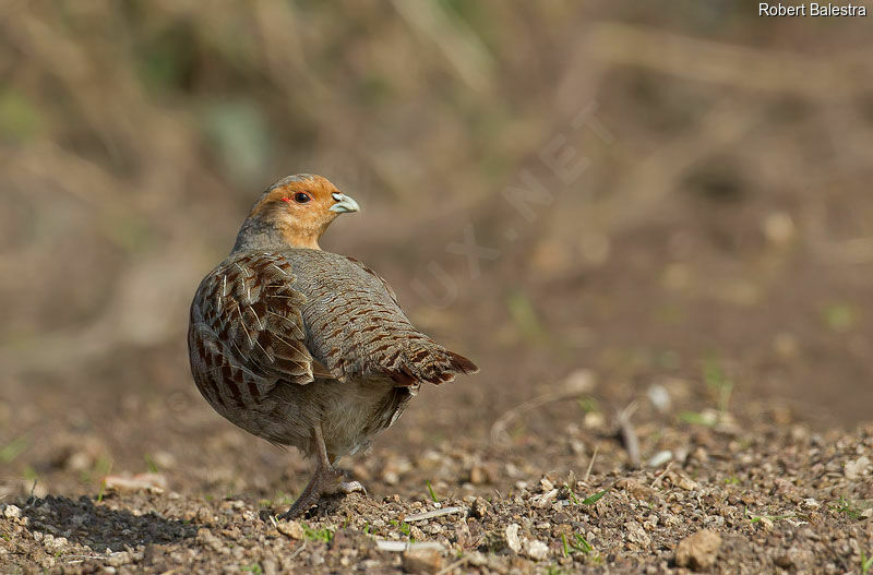 Grey Partridge