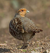 Grey Partridge