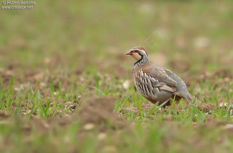 Red-legged Partridge