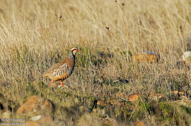 Perdrix rouge, habitat