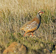 Red-legged Partridge