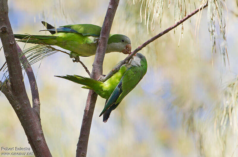 Monk Parakeetadult, pigmentation, courting display, Behaviour