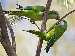 Monk Parakeet