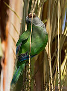 Monk Parakeet