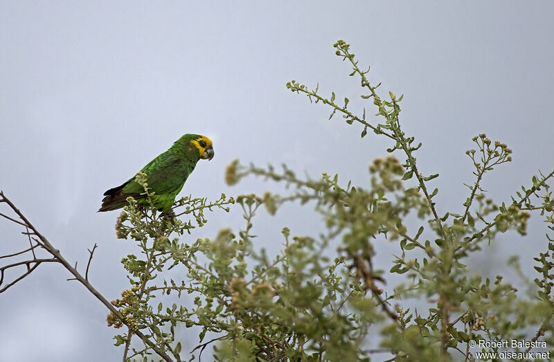 Yellow-fronted Parrot