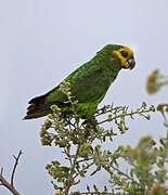 Yellow-fronted Parrot