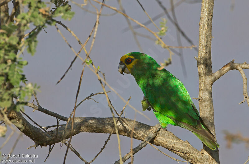 Yellow-fronted Parrot