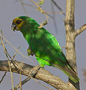 Yellow-fronted Parrot