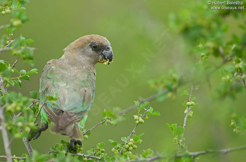 Brown-headed Parrotadult