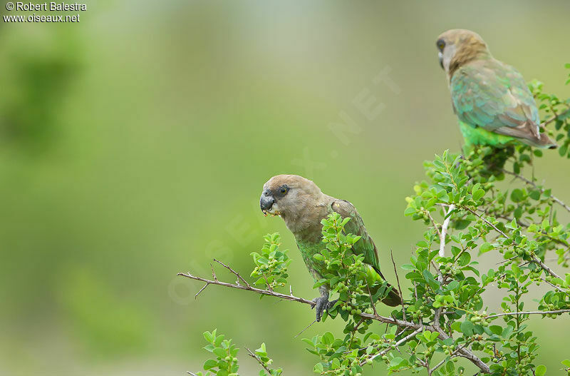 Brown-headed Parrotadult