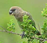 Brown-headed Parrot