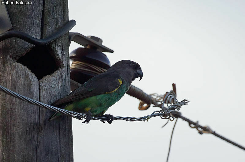 Meyer's Parrot