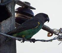 Meyer's Parrot