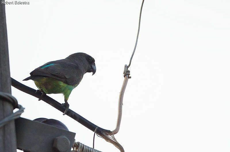 Meyer's Parrot