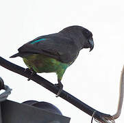 Meyer's Parrot