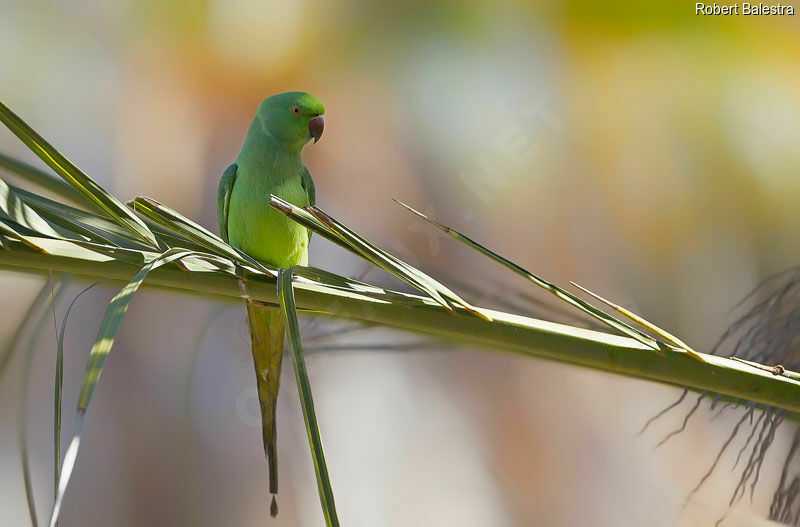 Rose-ringed Parakeet female adult