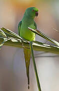 Rose-ringed Parakeet