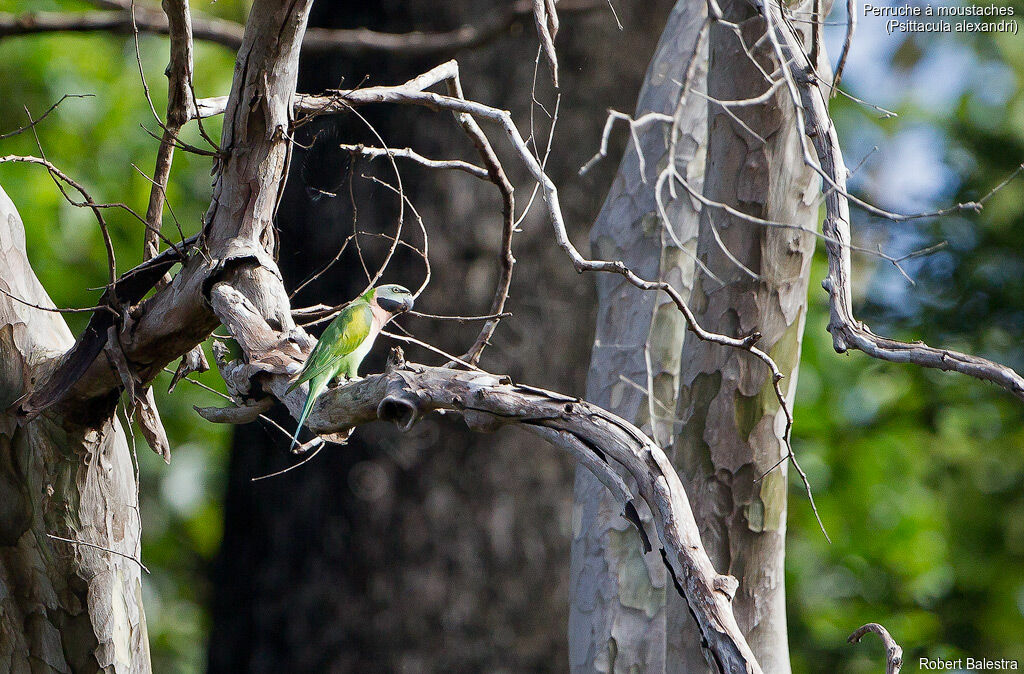 Red-breasted Parakeet