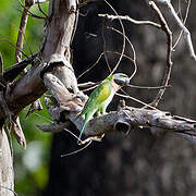 Red-breasted Parakeet