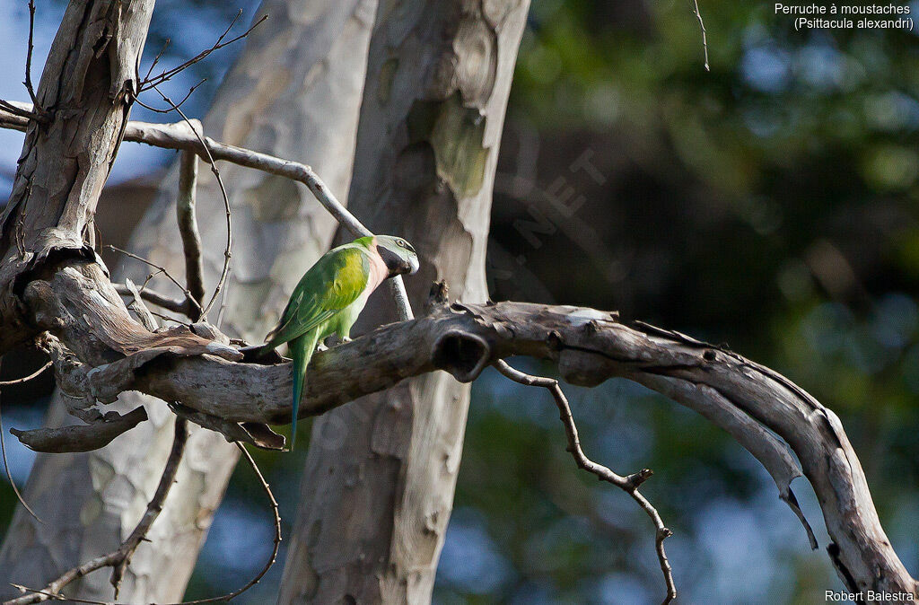 Red-breasted Parakeet