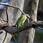 Red-breasted Parakeet