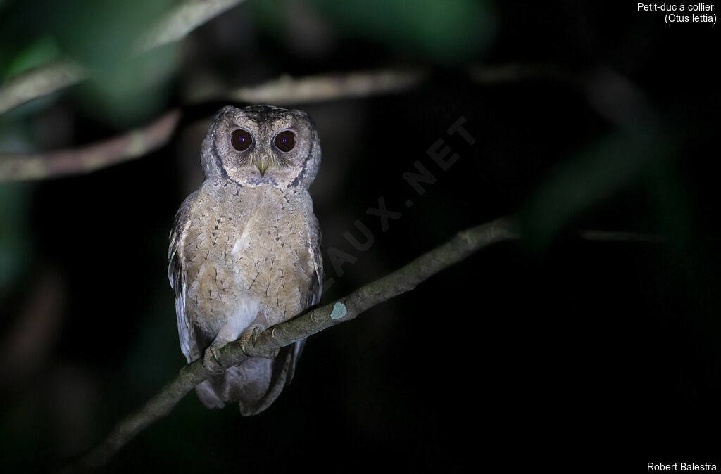 Collared Scops Owl