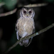 Collared Scops Owl