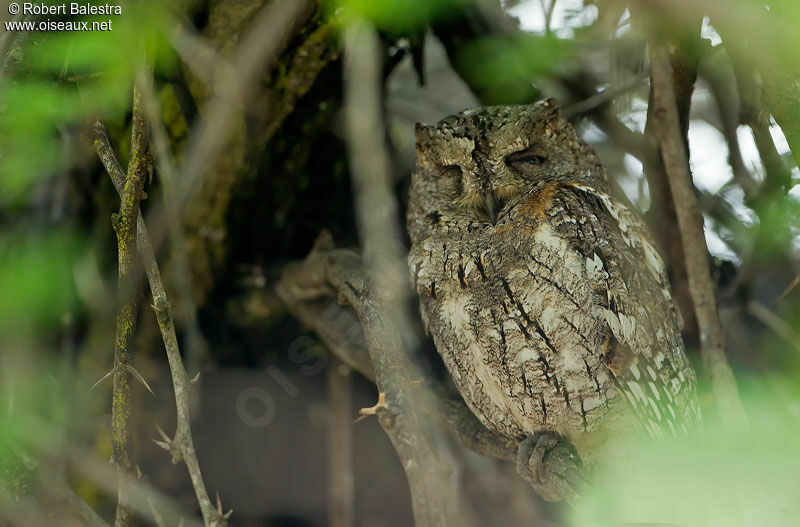 African Scops Owl