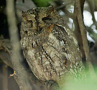 African Scops Owl