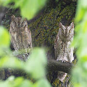 Eurasian Scops Owl