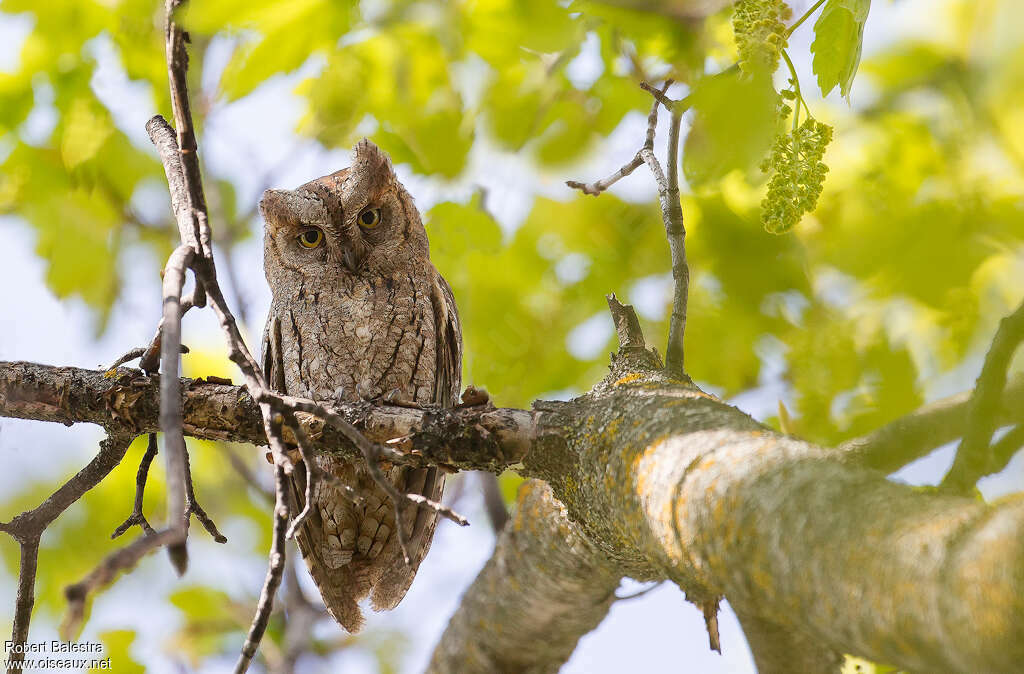 Petit-duc scops mâle adulte, identification