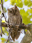 Petit-duc scops