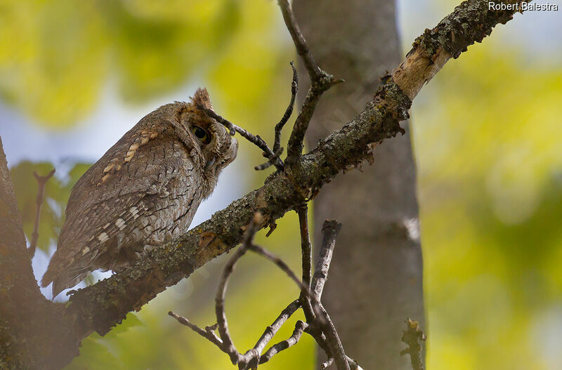 Eurasian Scops Owl male adult