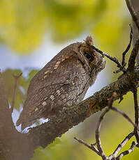 Petit-duc scops