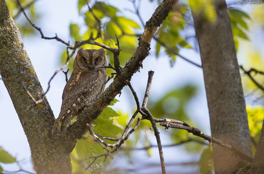 Eurasian Scops Owl male adult