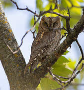 Eurasian Scops Owl