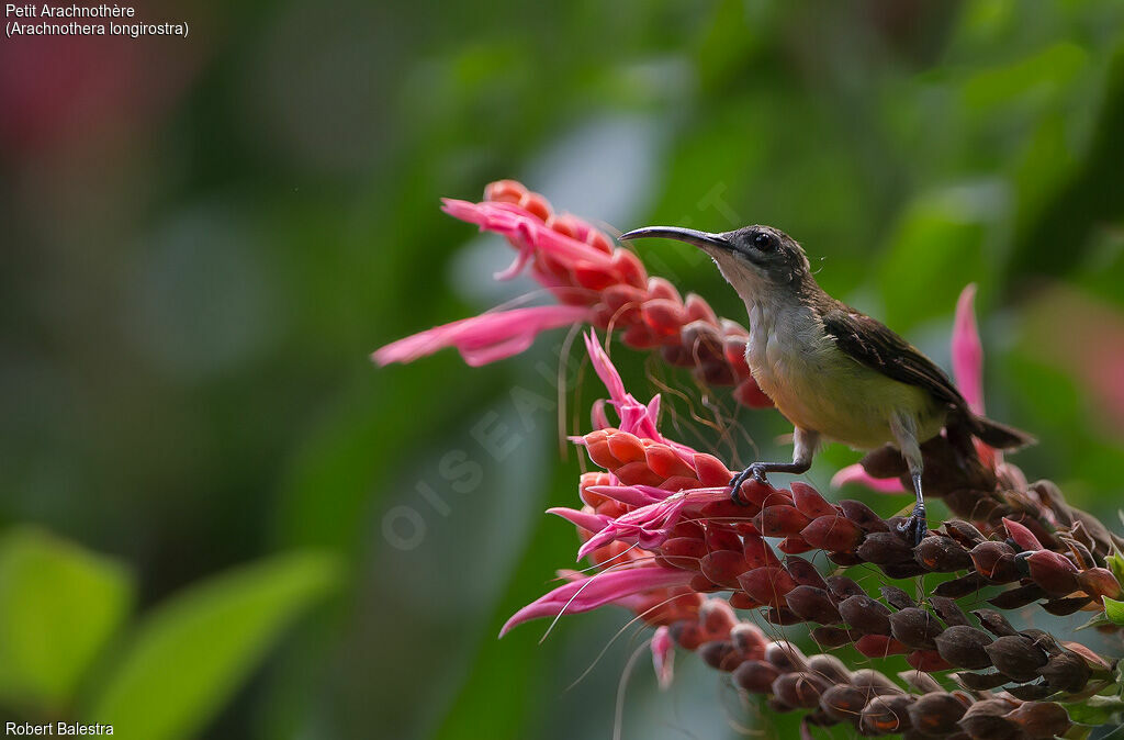 Little Spiderhunter