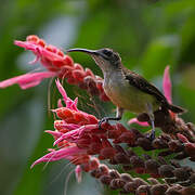 Little Spiderhunter