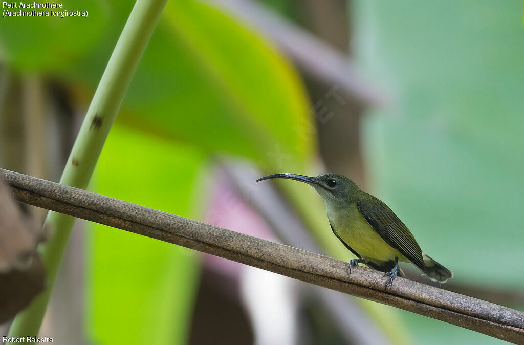 Little Spiderhunter