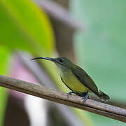 Little Spiderhunter